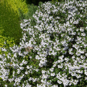 Prostanthera cuneata - Buisson de menthe - vue d'ensemble