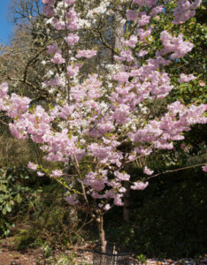 Prunus Accolade - Cerisier du Japon rose pâle - Vue d'ensemble