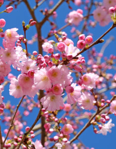Prunus Accolade - Cerisier du Japon rose pâle - fleurs