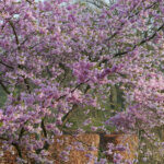 Prunus Accolade - Cerisier du Japon rose pâle - vue d'ensemble