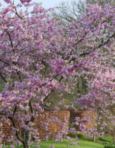 Prunus Accolade - Cerisier du Japon rose pâle - vue d'ensemble