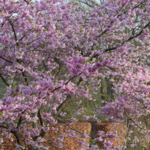 Prunus Accolade - Cerisier du Japon rose pâle - vue d'ensemble