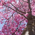 Prunus Okame - Cerisier du Japon rose - vue d'ensemble