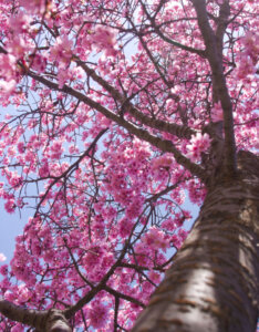 Prunus Okame - Cerisier du Japon rose - vue d'ensemble