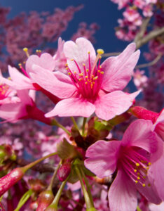 Prunus Okame - Cerisier du Japon rose - Fleurs