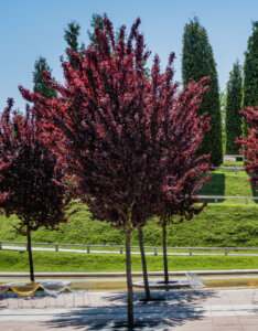 Prunus cerasifera Pissardii - Prunier myrobolan - Prunier cerise - vue d'ensemble