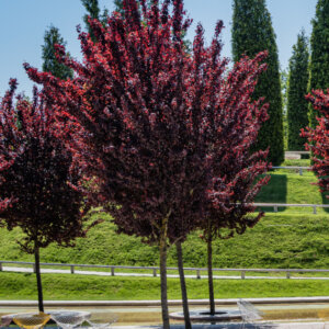 Prunus cerasifera Pissardii - Prunier myrobolan - Prunier cerise - vue d'ensemble
