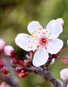 Prunus cerasifera Pissardii - Prunier myrobolan - Prunier cerise - Fleur