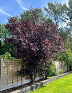 Prunus cistena - Cerisier des sables - vue d'ensemble