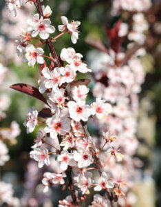 Prunus cistena - Cerisier des sables - Fleurs
