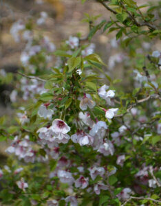 Prunus incisa Kojo-No-Mai - Cerisier à fleurs du Japon nain - vue d'ensemble