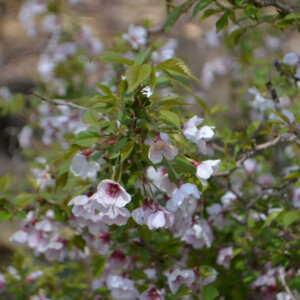 Prunus incisa Kojo-No-Mai - Cerisier à fleurs du Japon nain - vue d'ensemble