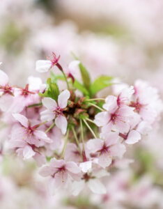 Prunus nipponica Brillant - Cerisier alpin du Japon - fleurs en mars