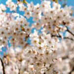 Prunus nipponica Brillant - Cerisier alpin du Japon - fleurs en avril