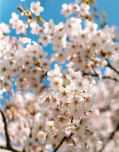 Prunus nipponica Brillant - Cerisier alpin du Japon - fleurs en avril