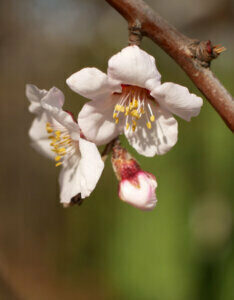 Prunus nipponica Ruby - Cerisier alpin du Japon - Fleurs