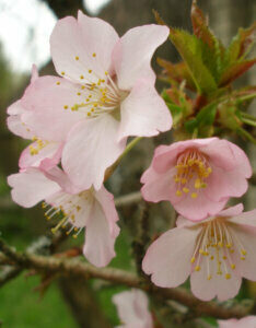 Prunus nipponica Ruby - Cerisier alpin du Japon - fleurs