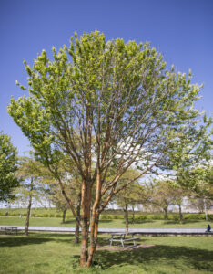Prunus serrula - Cerisier du Tibet - vue d'ensemble