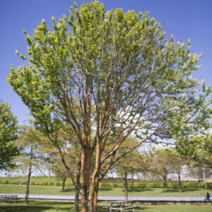 Prunus serrula - Cerisier du Tibet - vue d'ensemble