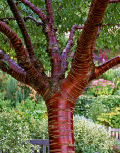 Prunus serrula - Cerisier du Tibet - écorce
