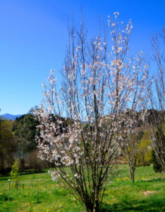 Prunus serrulata Amanogawa - Cerisier du Japon fastigié - vue d'ensemble