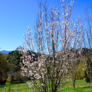 Prunus serrulata Amanogawa - Cerisier du Japon fastigié - vue d'ensemble