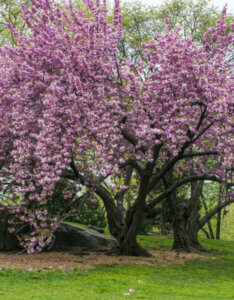 Prunus serrulata Kanzan - Cerisier à fleurs du Japon - vue d'ensemble