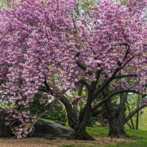 Prunus serrulata Kanzan - Cerisier à fleurs du Japon - vue d'ensemble