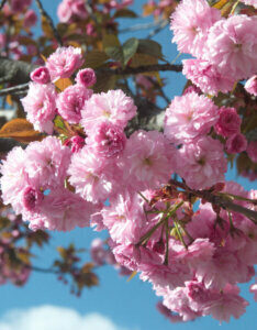 Prunus serrulata Kanzan - Cerisier à fleurs du Japon - fleurs