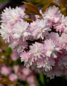 Prunus serrulata Kiku Shidare Zakura - Cerisier à fleurs du Japon pleureur - fleurs