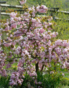 Prunus serrulata Kiku Shidare Zakura - Cerisier à fleurs du Japon pleureur - vue d'ensemble