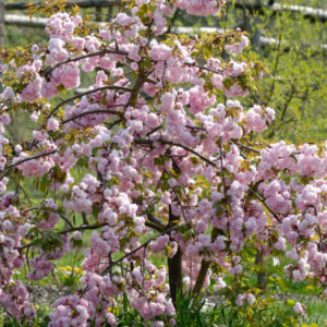 Prunus serrulata Kiku Shidare Zakura - Cerisier à fleurs du Japon pleureur - vue d'ensemble
