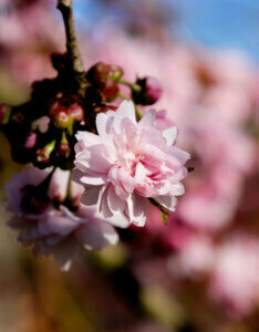 Prunus serrulata Kiku Shidare Zakura - Cerisier à fleurs du Japon pleureur - Fleur