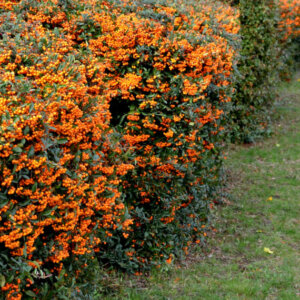 Pyracantha Orange Glow - Buisson ardent orange - vue d'ensemble
