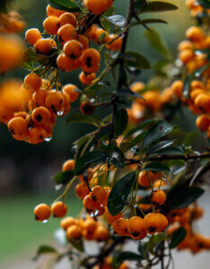 Pyracantha Orange Glow - Buisson ardent orange - Feuillage et fructification