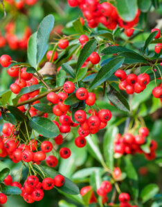 Pyracantha Red Column - Buisson ardent rouge - Feuillage et fructification