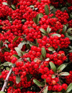 Pyracantha Red Column - Buisson ardent rouge - fructification