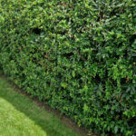 Pyracantha Red Column - Buisson ardent rouge - vue d'ensemble