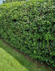 Pyracantha Red Column - Buisson ardent rouge - vue d'ensemble