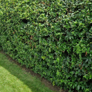 Pyracantha Red Column - Buisson ardent rouge - vue d'ensemble