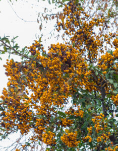 Pyracantha Soleil d'Or - Buisson ardent jaune - vue d'ensemble
