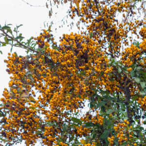 Pyracantha Soleil d'Or - Buisson ardent jaune - vue d'ensemble