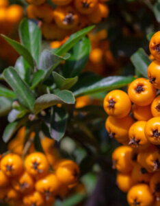 Pyracantha Soleil d'Or - Buisson ardent jaune - Feuillage et fructification