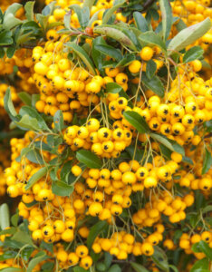 Pyracantha Soleil d'Or - Buisson ardent jaune - fructification
