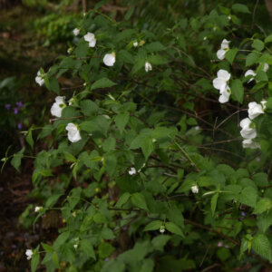 Rhodotypos scandens - Faux corète - vue d'ensemble