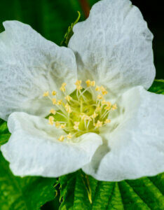 Rhodotypos scandens - Faux corète - Fleur