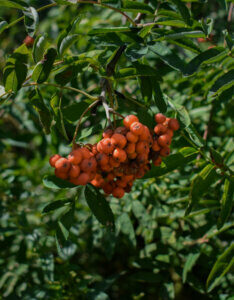 Rhus glabra Laciniata - Sumac à bois glabre - Fructification