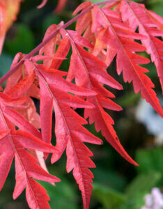 Rhus glabra Laciniata - Sumac à bois glabre - coloration automnale