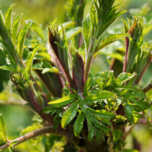 Rhus glabra Laciniata - Sumac à bois glabre - jeunes pousses
