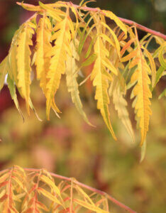 Rhus typhina Tiger Eyes - Sumac de Virginie - Coloration automnale